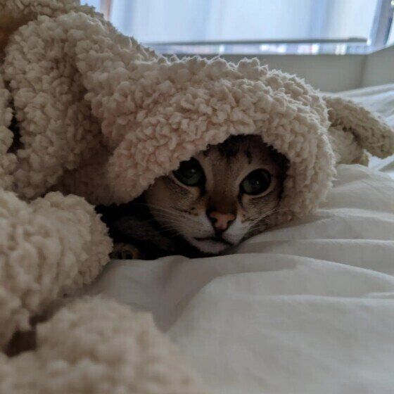 毛布にくるまるまめ太郎くん（シンガプーラ）