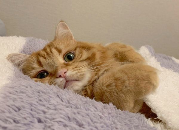 お布団でぬくぬくするちくわちゃん