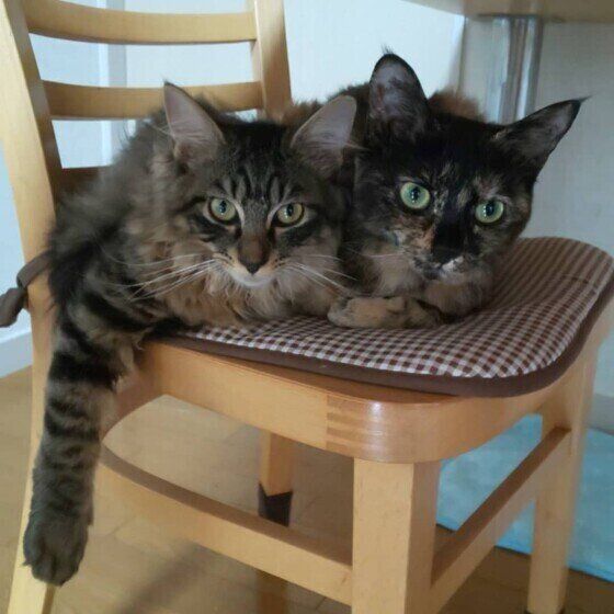 仲よく椅子に乗っている2匹