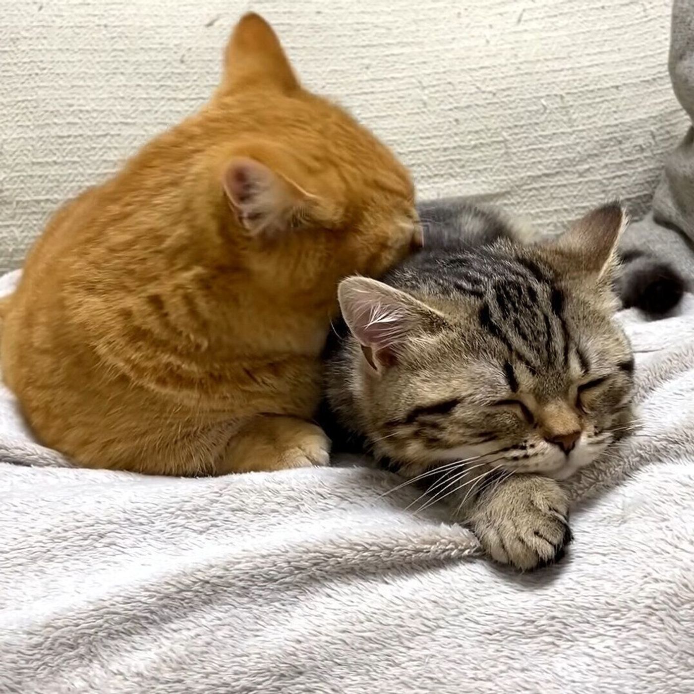 弟猫をなめてピカピカに磨き上げた兄猫 でも パパに触られて気にくわない様子 ねこのきもちweb Magazine 弟猫をなめてピカピカに磨き上げた兄猫 でも パパに触られて気にくわない様子 ねこのきもちweb Magazine