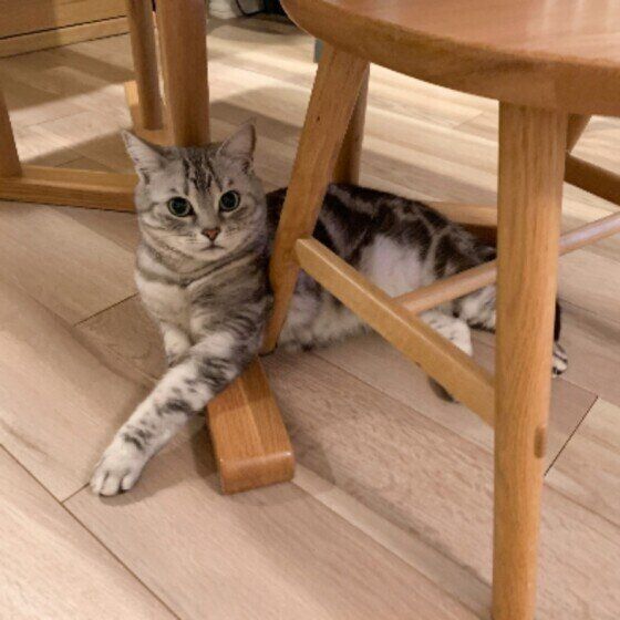アメリカンショートヘアの小鉄ちゃん