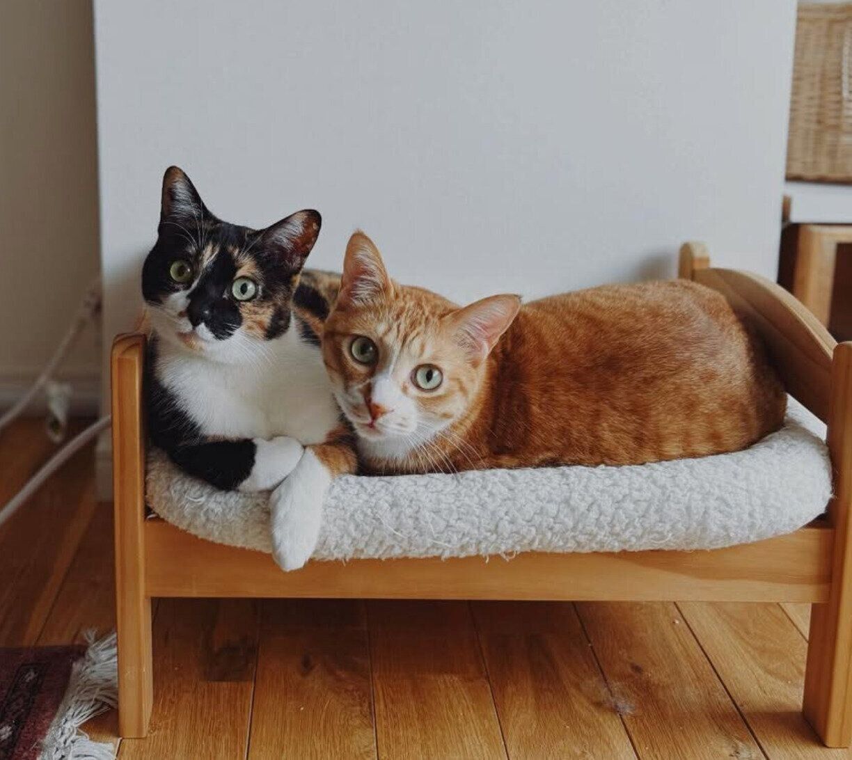 仲良くまったりするチャビくん、モチャちゃん。