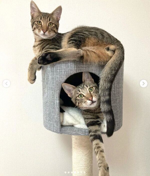 キャットタワーでくつろぐユンユンくん、ヤンヤンくん