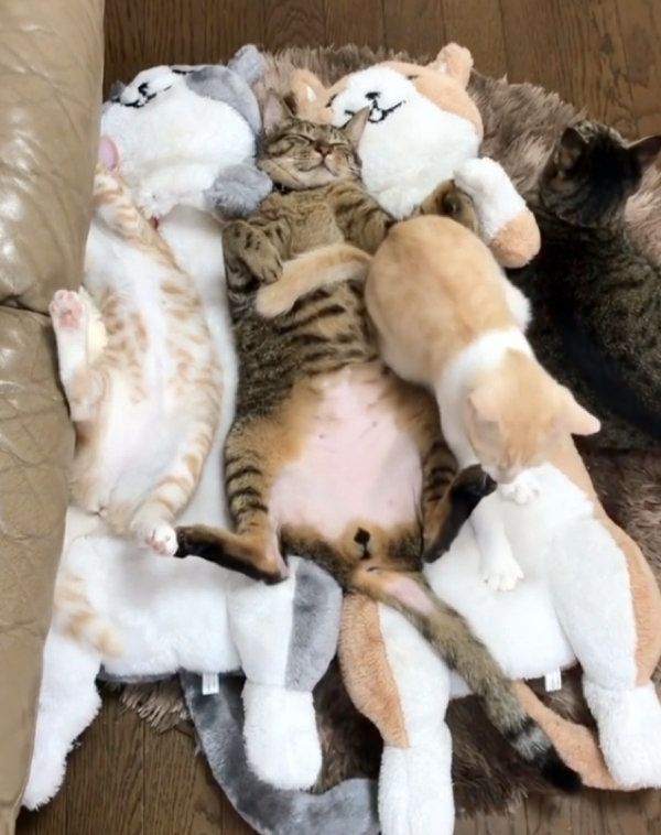 ぬいぐるみに紛れて寝る猫