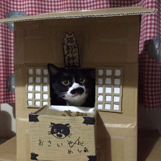 MIXのクロちゃんと段ボールハウス