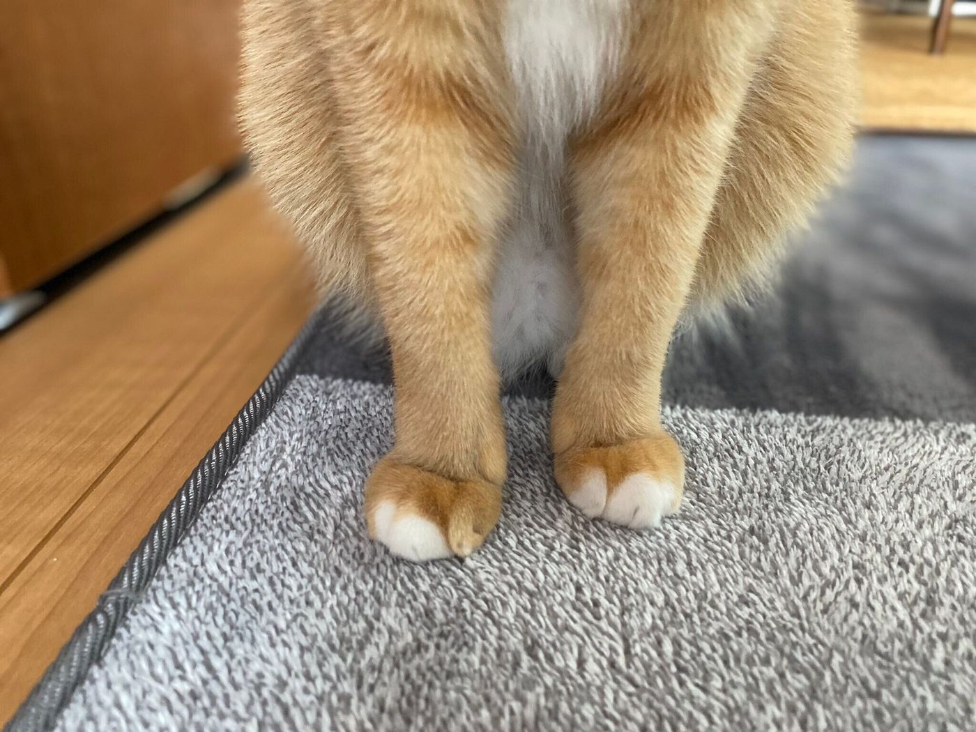 クリームパン やみつき肉球 それとも 猫の おてての好きな所 大調査 ねこのきもちweb Magazine クリームパン やみつき肉球 それとも 猫の おてての好きな所 大調査 ねこのきもちweb Magazine