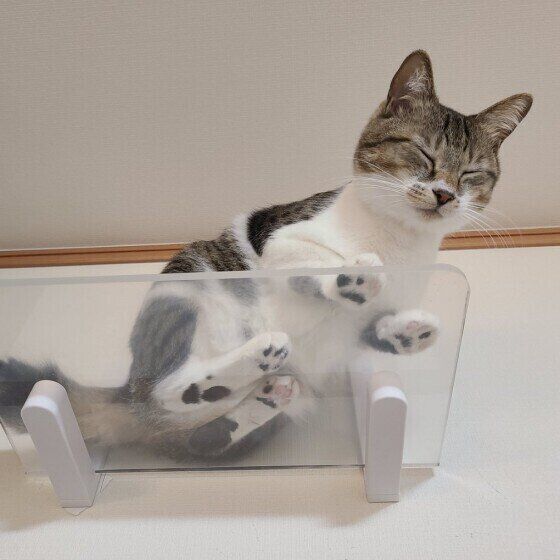 キジトラ猫のももちゃん