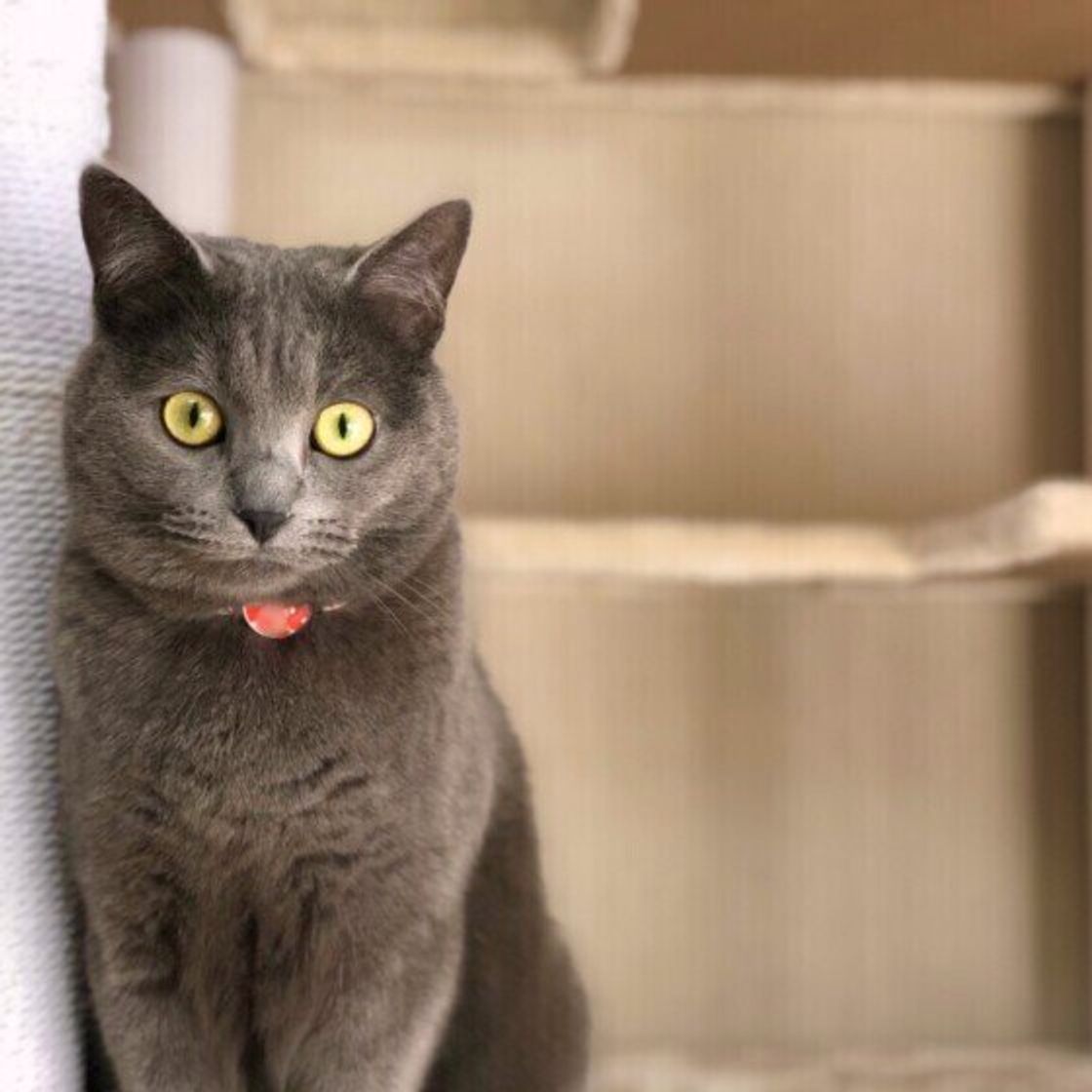 ブルーの被毛が美しい フランスの宝といわれる猫種 シャルトリュー ロシアンブルーとの見分け方は ねこのきもちweb Magazine ブルーの被毛が美しい フランスの宝といわれる猫種 シャルトリュー ロシアンブルーとの見分け方は ねこのきもちweb Magazine