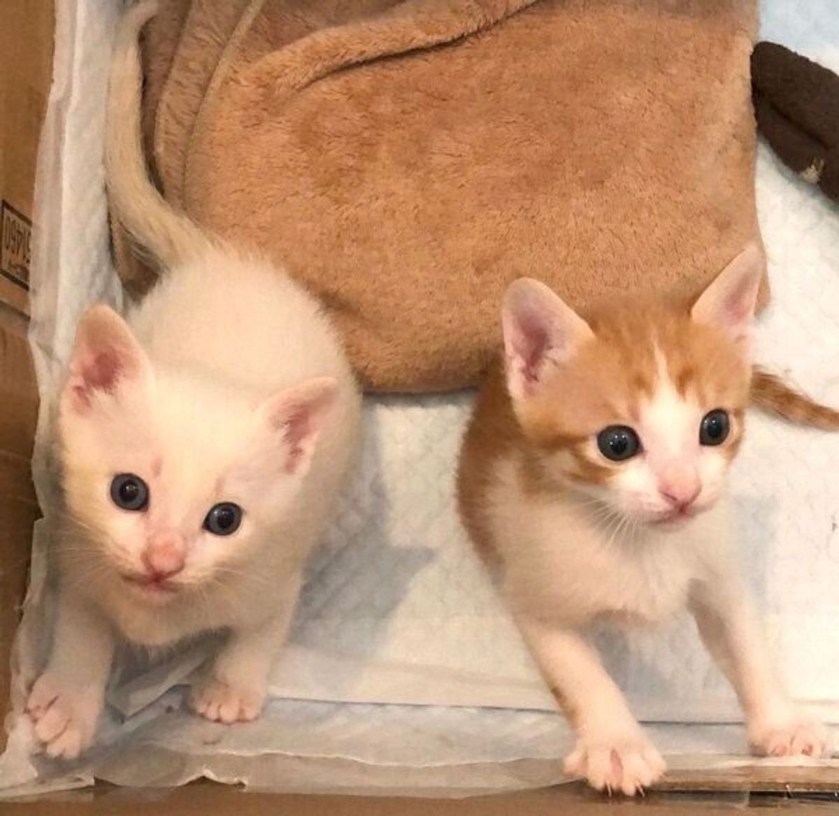 先住猫が旅立ち悲しみにくれる中 飼い主を救った保護猫兄弟との心動かす出会い ねこのきもちweb Magazine 先住猫が旅立ち悲しみにくれる中 飼い主を救った保護猫兄弟との心動かす出会い ねこのきもちweb Magazine