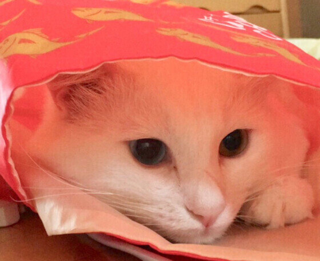 オッドアイが多い 子猫のときだけ模様が 白猫 の不思議4 ねこのきもちweb Magazine オッドアイが多い 子猫のときだけ模様が 白猫 の不思議4 ねこのきもちweb Magazine