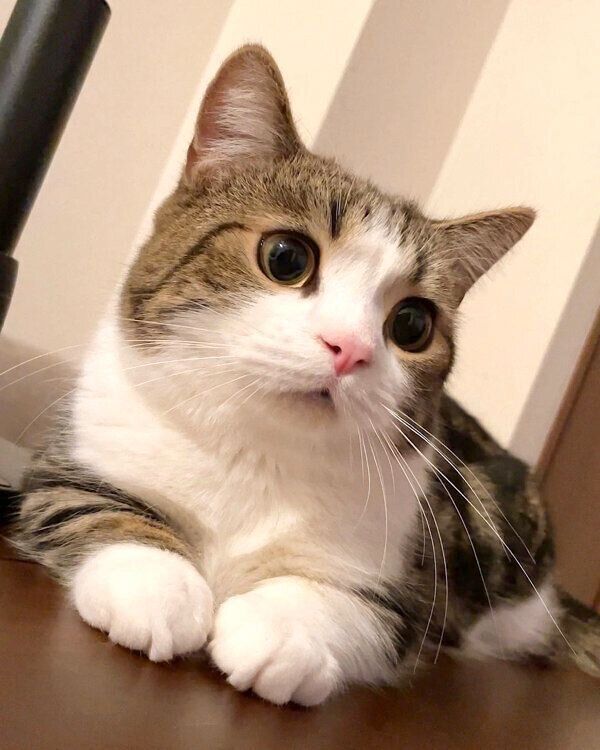 くつろぐひなたくん