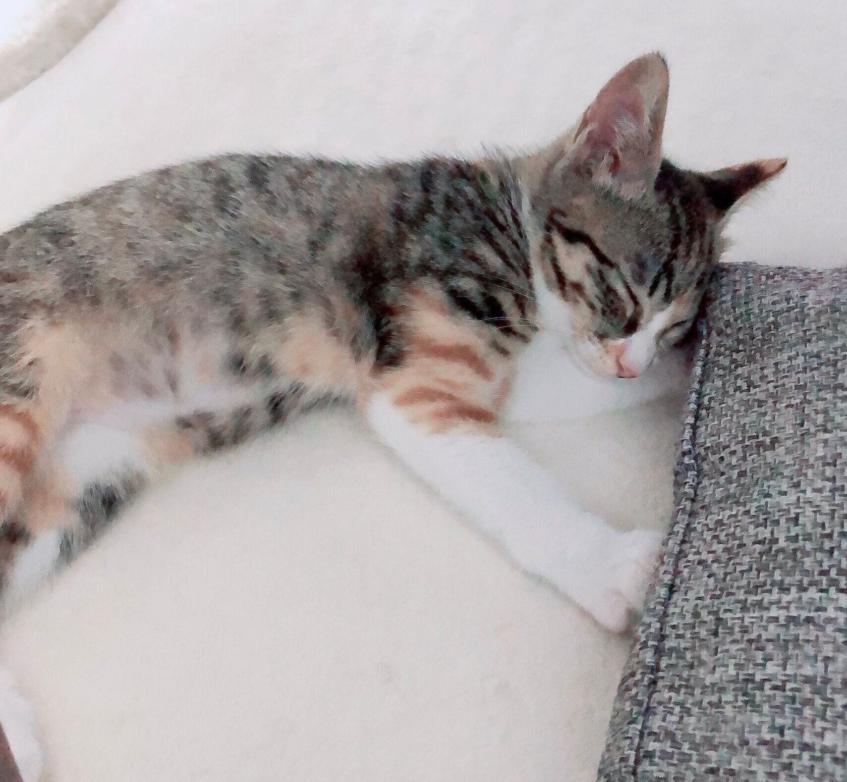 お迎え当時のナナちゃん