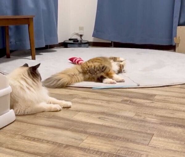 おもちゃで遊ぶ麦ちゃんと、見守るとろろくん