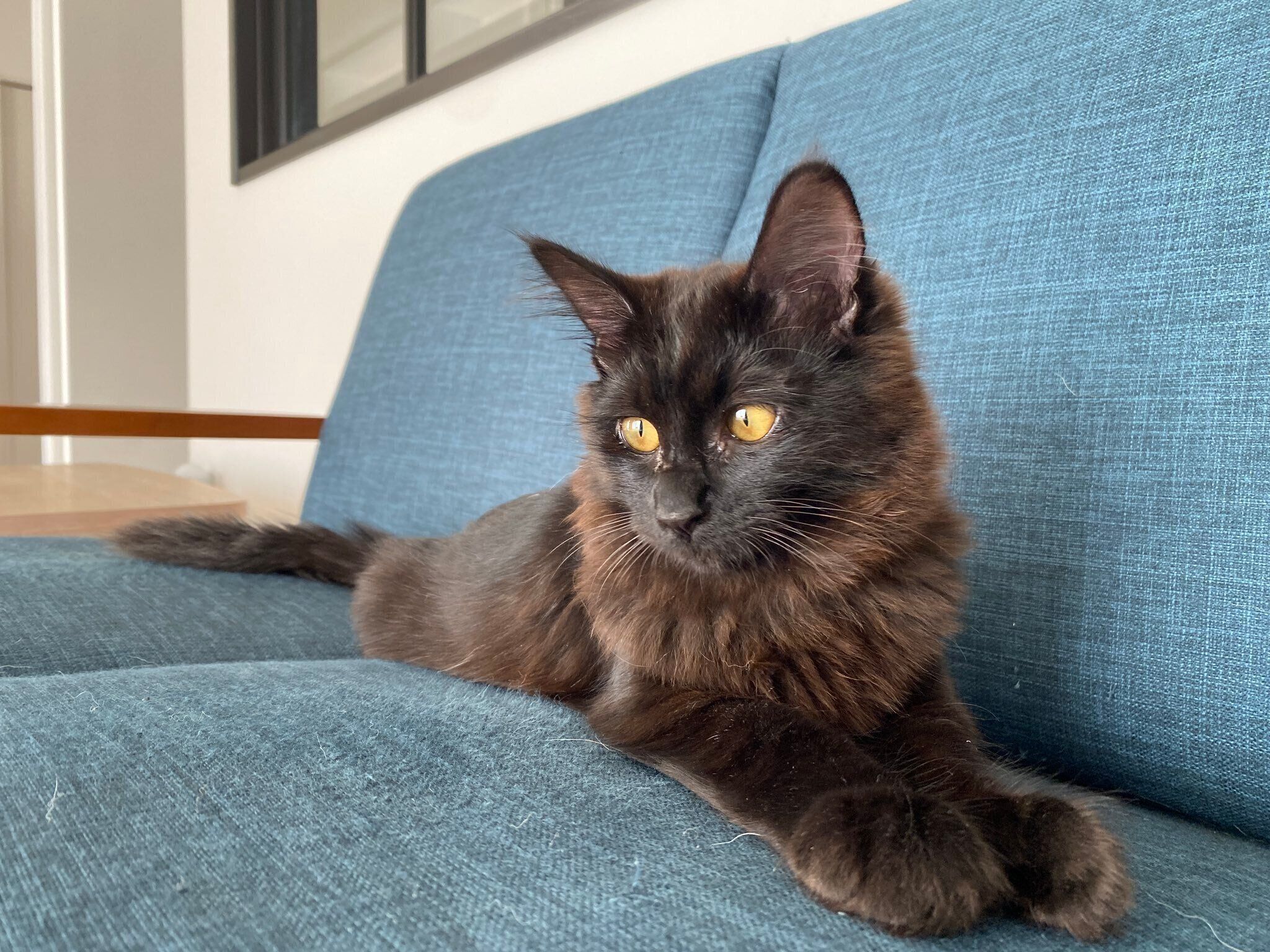 保護して4カ月が経ったころのくまちゃん