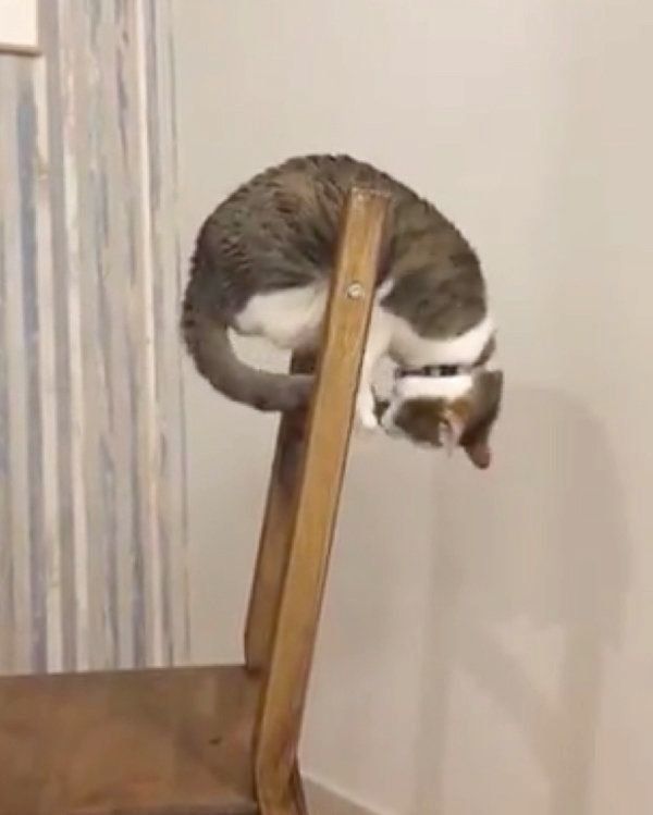 ひとり遊びを楽しむつみれちゃん