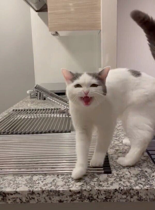 「ごはん」の言葉に鳴いて反応するフクちゃん