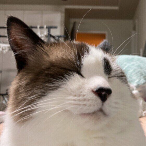 目をつぶるMIXの男の子