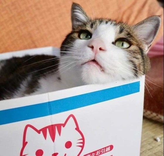 箱に入る猫