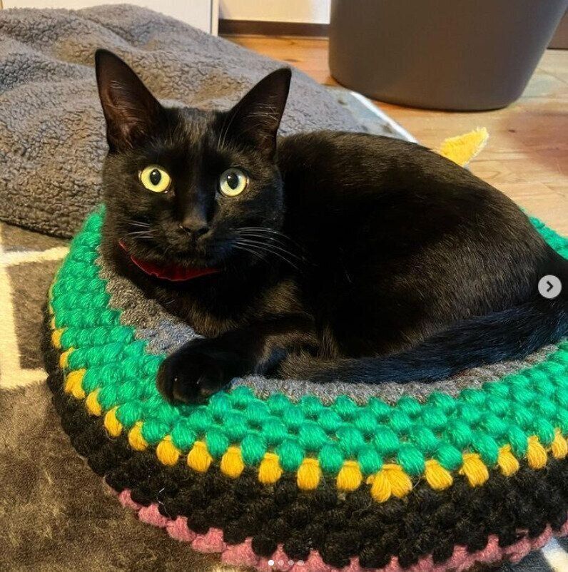 手作りの猫ベッド