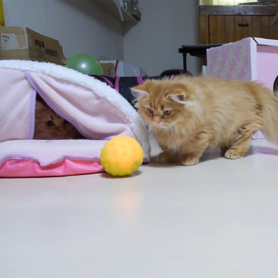 謎のボールに挑む子猫たち