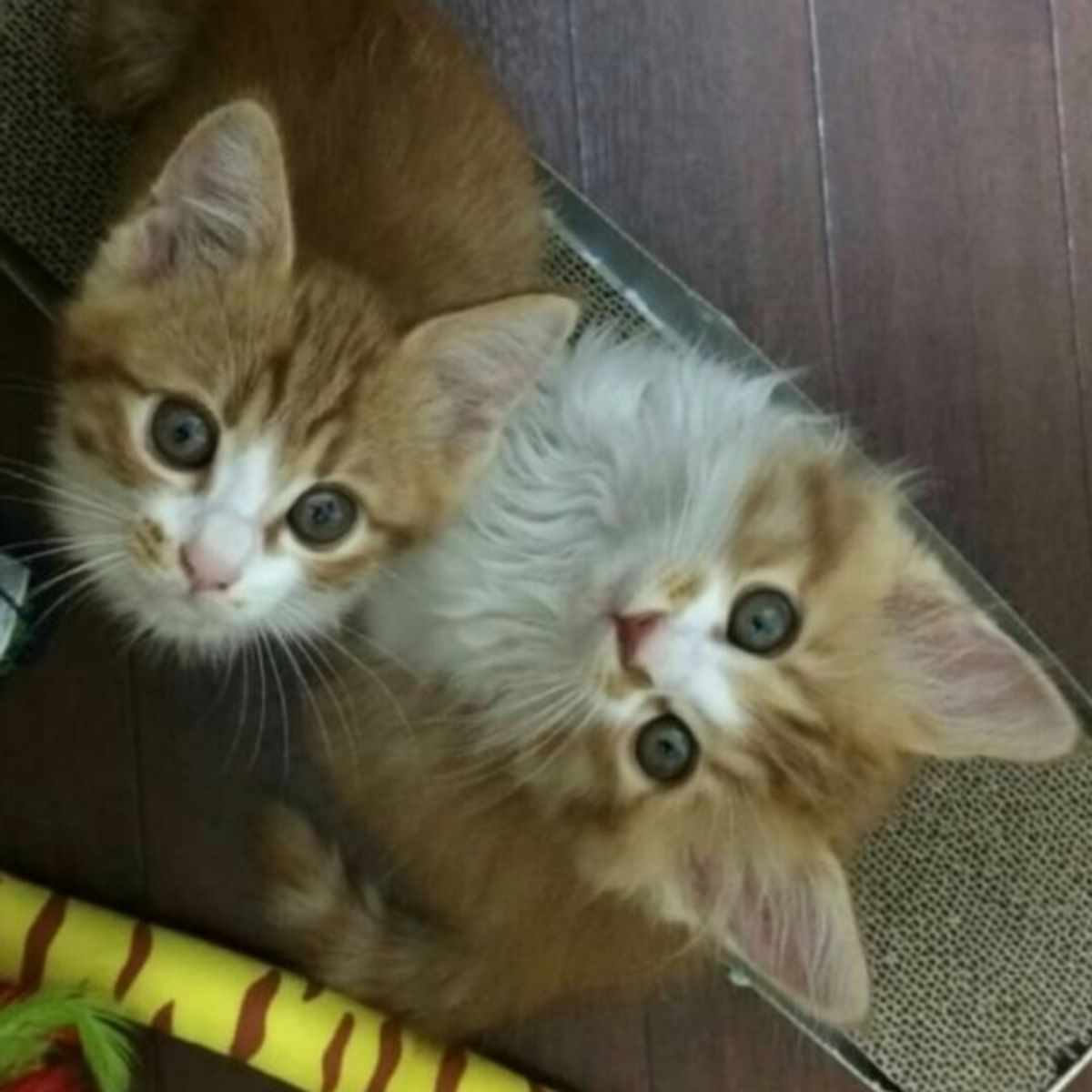 猫の多頭飼い ストレスを軽減させるための3つのポイント ねこのきもちweb Magazine 猫の多頭飼い ストレスを軽減させるための3つのポイント ねこのきもちweb Magazine