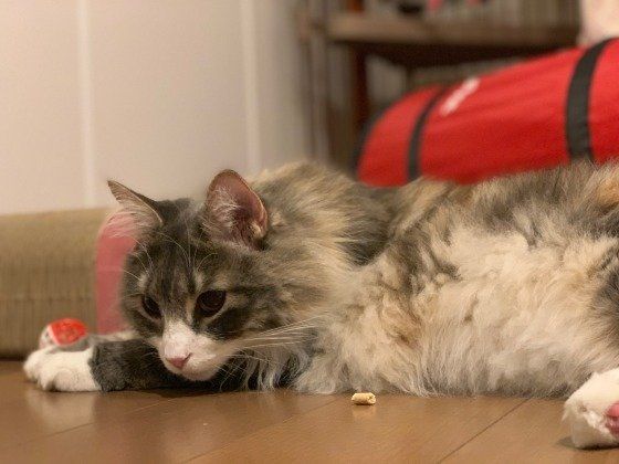 ノルウェージャン