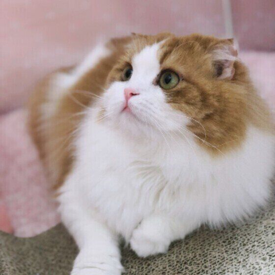 ふわふわの毛並みのスコティッシュフォールド