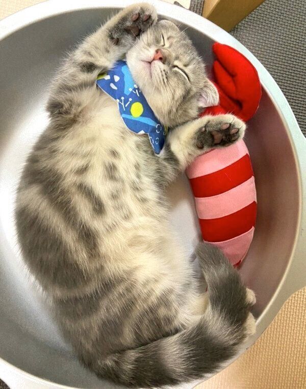 ヘソ天するまんぼうくん