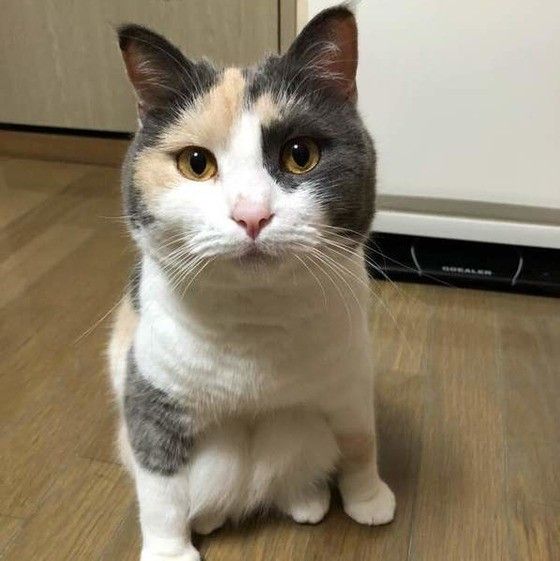 見つめるマンチカン