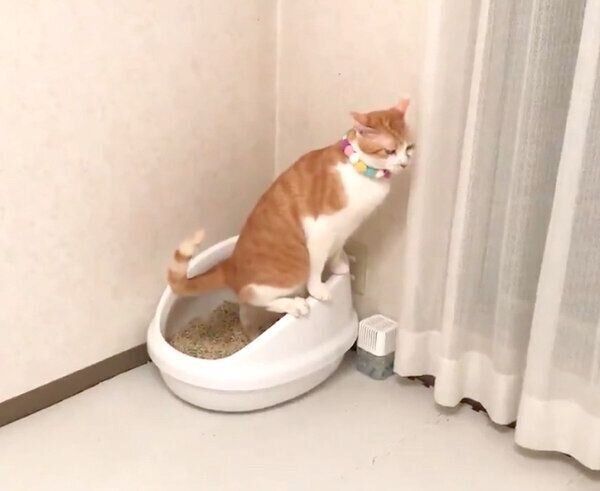 子猫にトイレのやり方を教えるむぎくん
