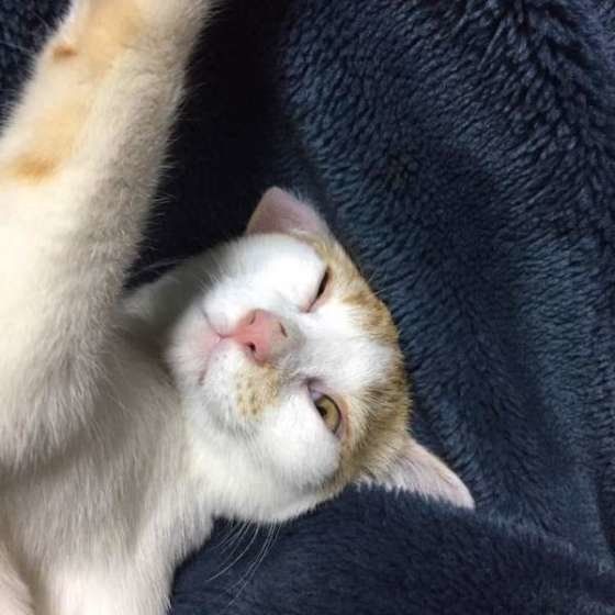 目を開けて眠る猫