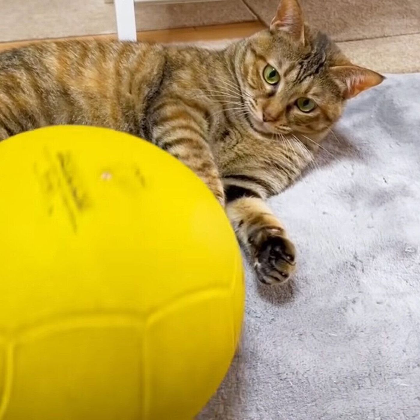 ボール遊びをする猫 だんだん省エネモードになり手を抜きはじめる 笑 ねこのきもちweb Magazine ボール遊びをする猫 だんだん省エネモードになり手を抜きはじめる 笑 ねこのきもちweb Magazine