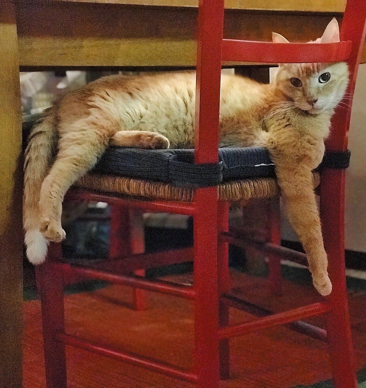 画像／ねこのきもち2019年6月号『ねこの病気、そこが知りたい！』