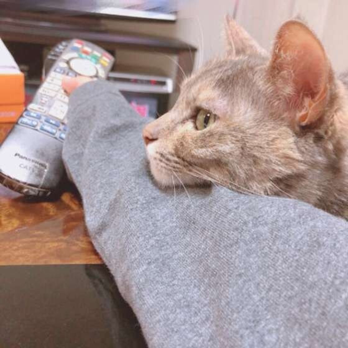 猫が あご乗せ するときの気持ち 猫は何でもあごを乗せる ねこのきもちweb Magazine 猫が あご乗せ するときの気持ち 猫は何でもあごを乗せる ねこのきもちweb Magazine