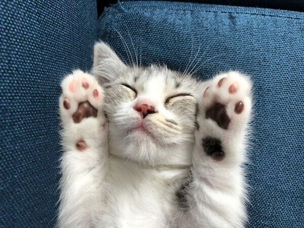 子猫時代のふにちゃん