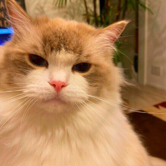 センター分け前髪のジル（ラグドール）