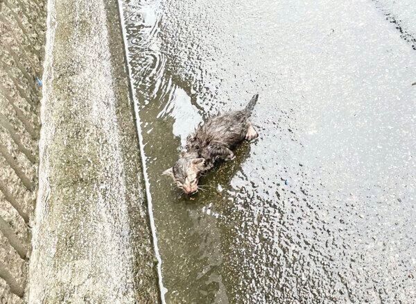 発見当時のあめちゃん