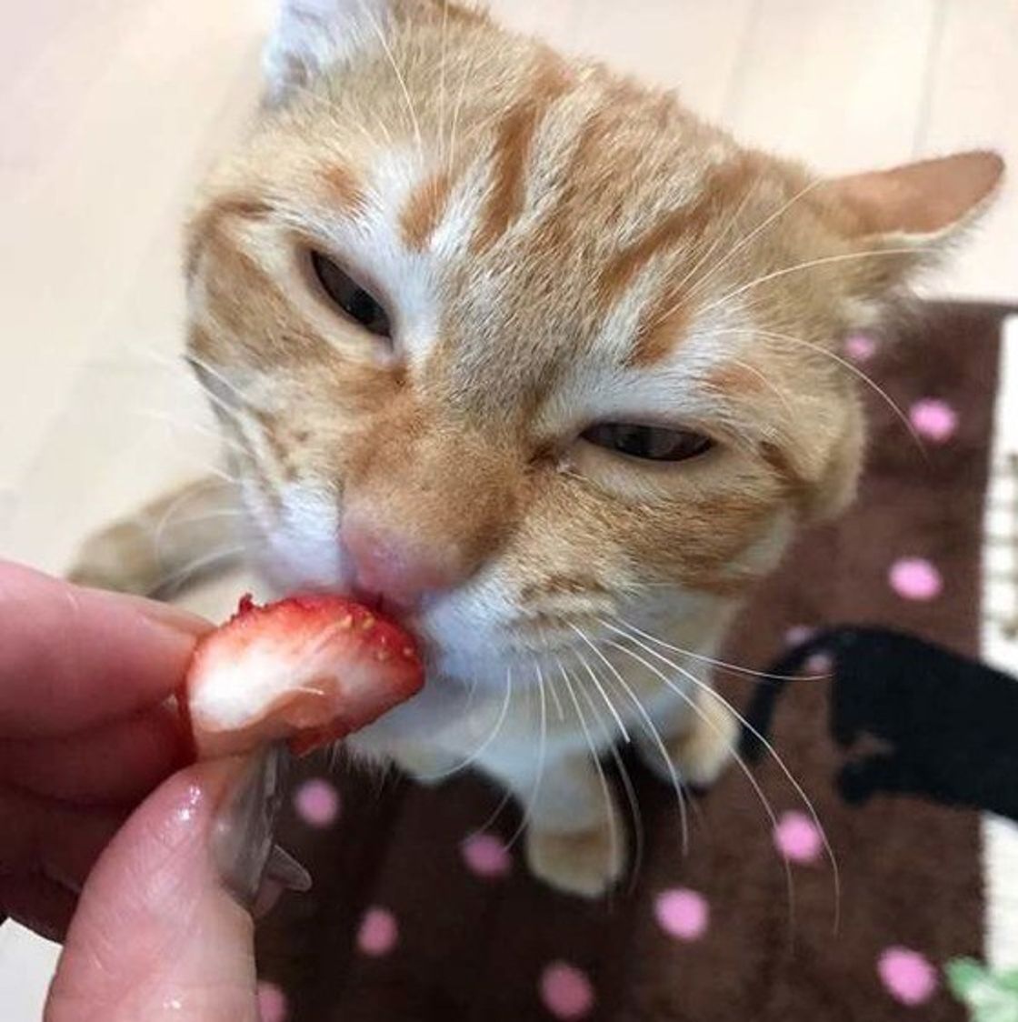 獣医師監修 猫にみかんを与えるときは に注意 Ng果物リストも ねこのきもちweb Magazine 獣医師監修 猫にみかんを与えるときは に注意 Ng果物リストも ねこのきもちweb Magazine