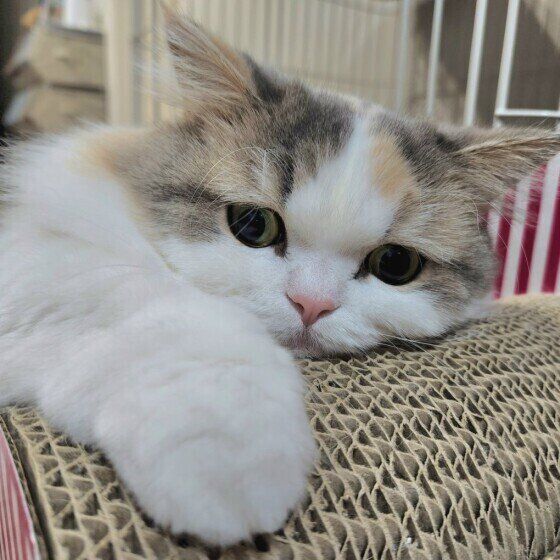 眠たそうなラテちゃん