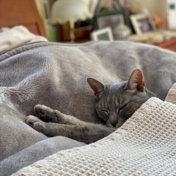 マンチカンのチコリちゃん