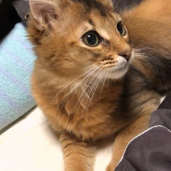 見つめるソマリ