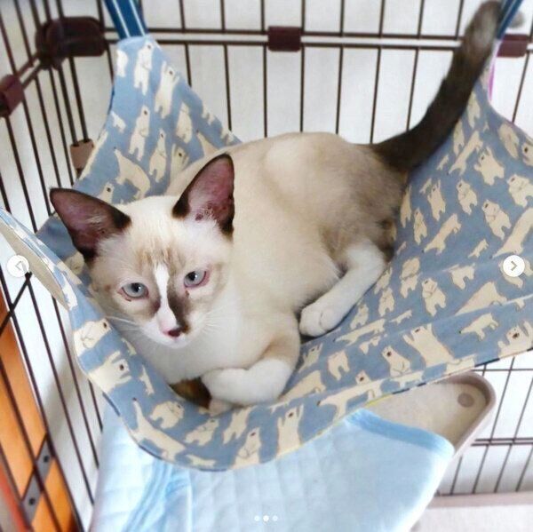 猫用ハンモックでくつろぐラムネちゃん