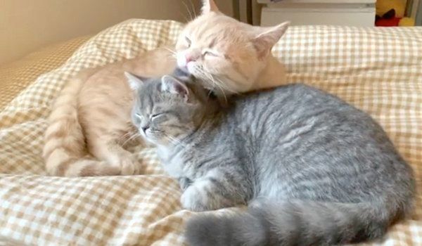 寄り添うむぎくんとあおちゃん