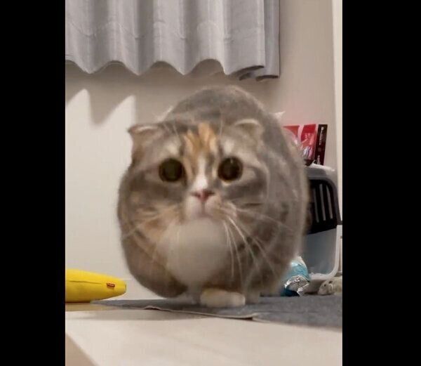 「獲物」を狙うほたてちゃん