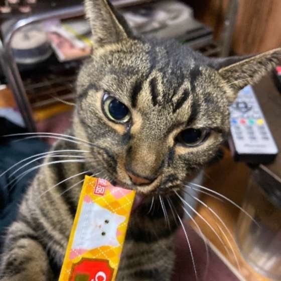 おやつを食べるキジトラ