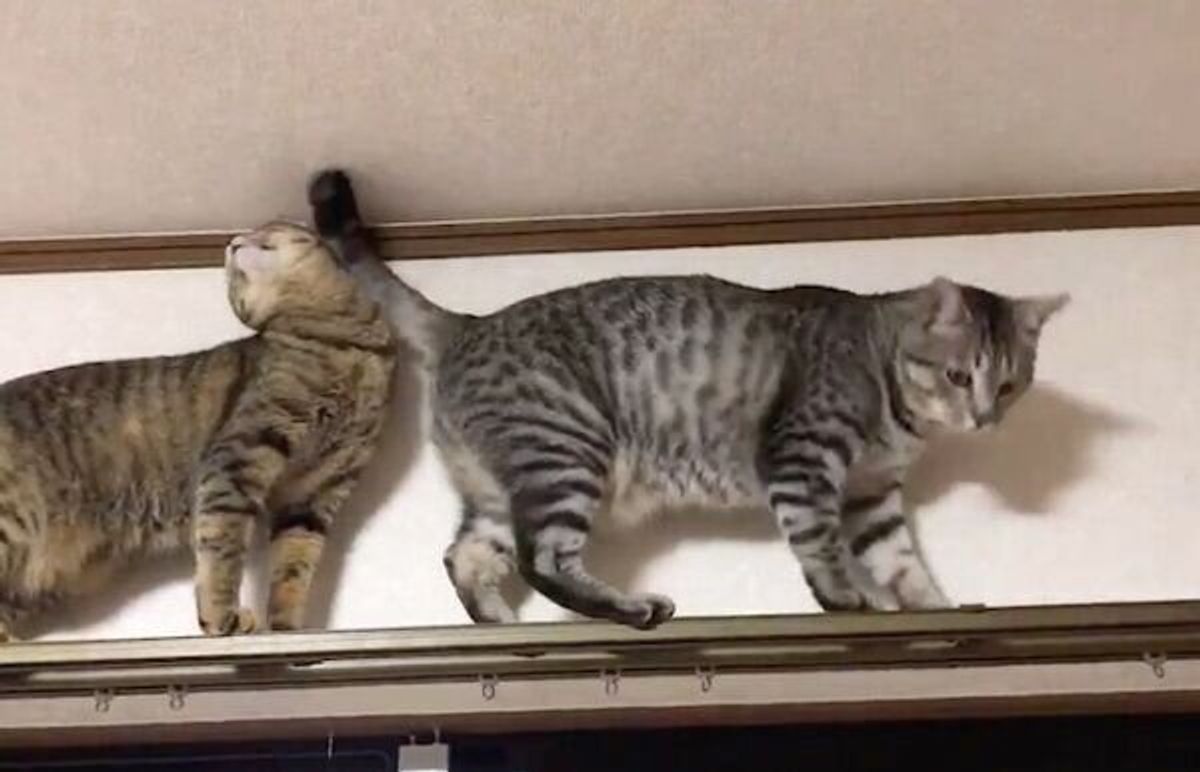 ぐぬぬぬ カーテンレールをめぐる猫たちの静かなる攻防がすごい ねこのきもちweb Magazine ぐぬぬぬ カーテンレールをめぐる猫たちの静かなる攻防がすごい ねこのきもちweb Magazine