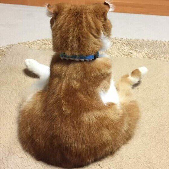 おしりを向けるスコティッシュフォールド