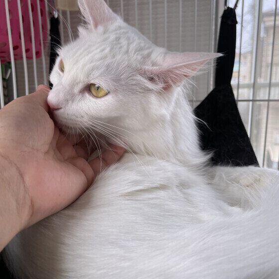 白猫の美優ちゃん