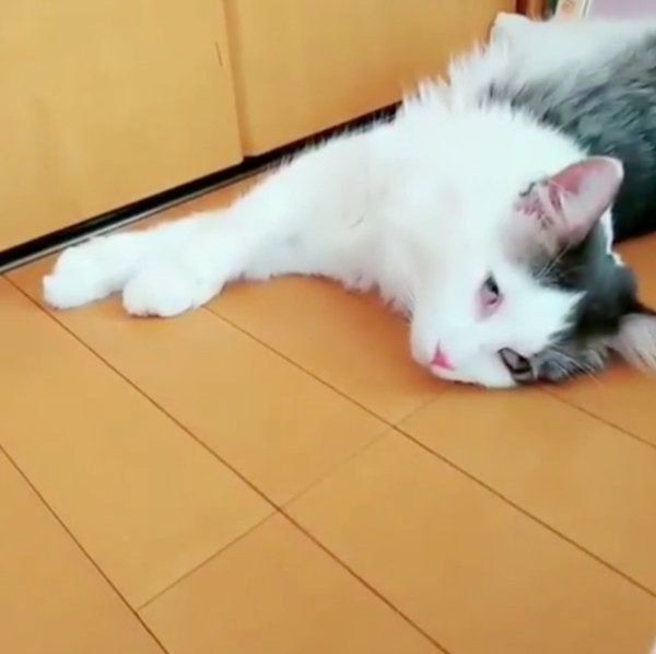 白目で爆睡するノルウェージャンフォレストキャット