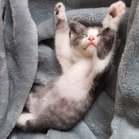 黒×白MIXのとらくん